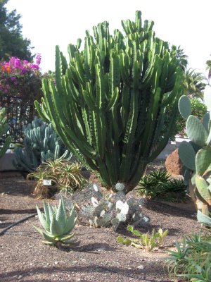 Euphoria Ingens and Other Cacti