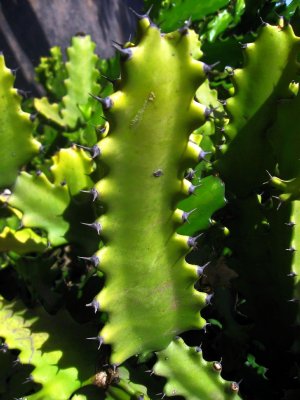 Cactus, Detail