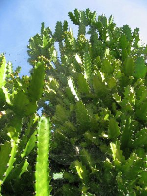 Cactus With Spider's Web