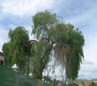 Thick-growing Tree