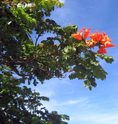 African Tulip Tree Spathodea Campanulata 2(2)