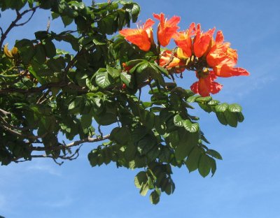 African Tulip Tree Spathodea Campanulata 1 (2)