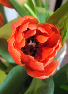 Tulip Time 4 (4)