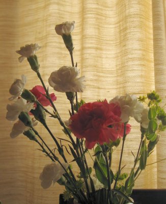 Carnations 1 (3)