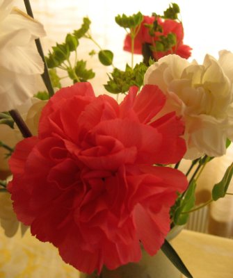 Carnations 2 (3)