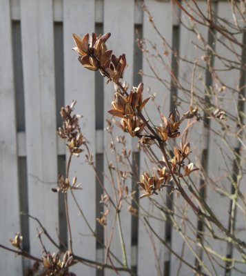 Dried Flowers (Lilac)