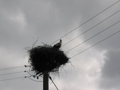 White stork