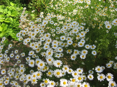Lots of marguerites