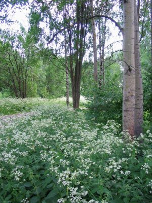 Wild chervils (Anthriscus silvestris)