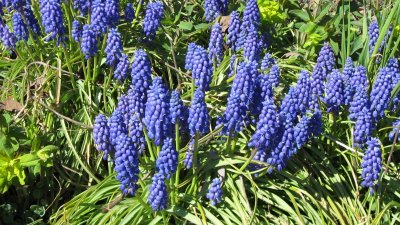 Blue Flowers (Muscari armeniacum, tummahelmililja) 