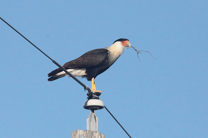 Crested Caracara with nesting material