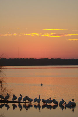 American White Pelican Sunrise