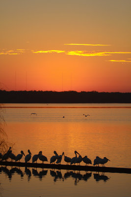 White Pelican Sunrise