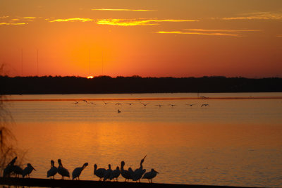 Pelican squadron lifting off at dawn