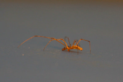 Spider at dawn