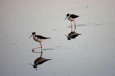 American Avocets at dawn