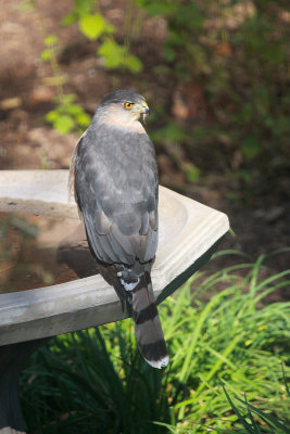 Cooper's Hawk