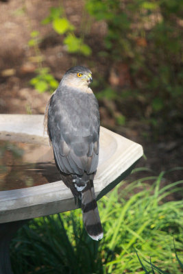 Cooper's Hawk