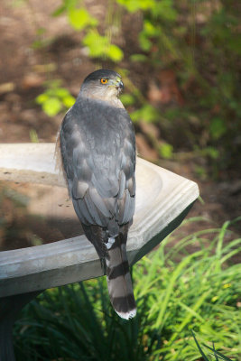 Cooper's Hawk