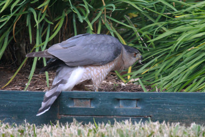 Cooper's Hawk