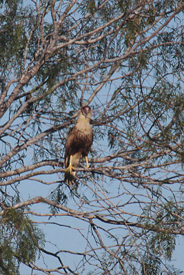 Crested Caracara