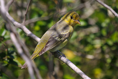 Female Western Tanager