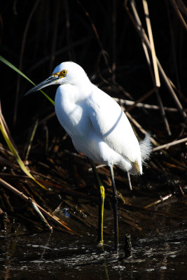 Snowy Egret