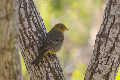 Yellow Rumped Warbler
