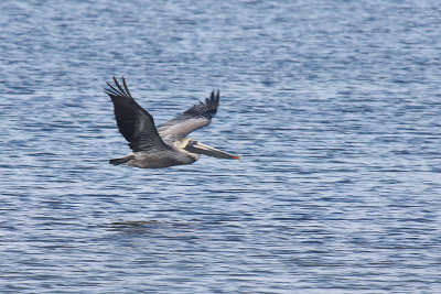 American White Pelican