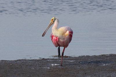 Roseate Spoonbill
