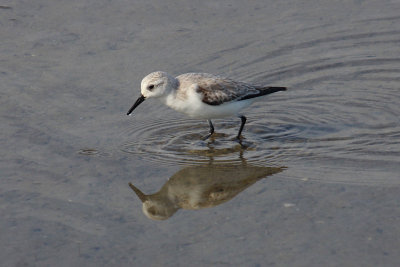 Willet