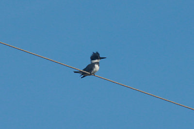 Belted Kingfisher