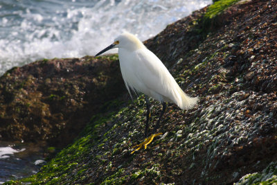 Snowy Egret