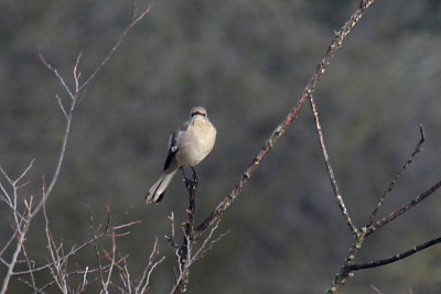 Northern Shrike