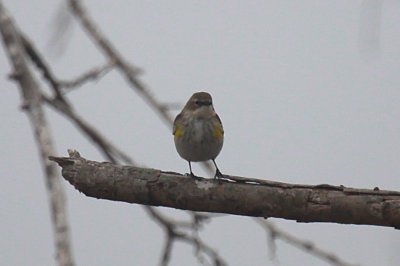 Yellow-rumped Warbler