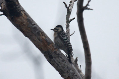 Ladder-backed Woodpecker