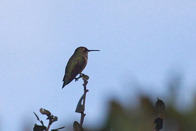 Allen's Hummingbird