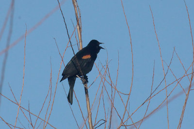 Red-winged Blackbird