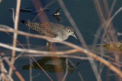 Solitary Sandpiper