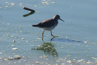 Greater Yellowlegs
