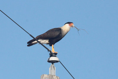 Crested Caracara with nesting material