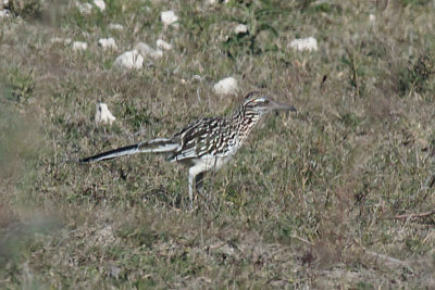 Greater Roadrunner