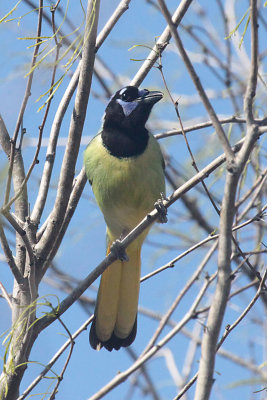 Green Jay