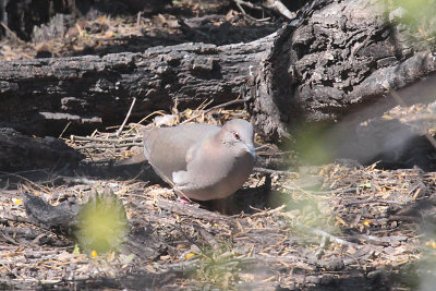 White-tipped Dove