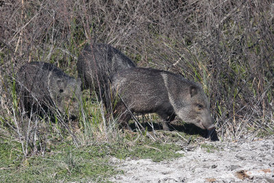 Javelina