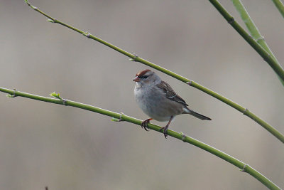 White-crowned Sparrow (immature)