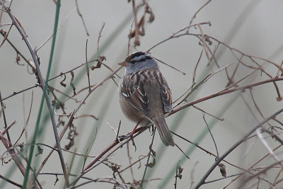 White-crowned Sparrow
