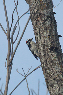 Ladder-backed Woodpecker (male)