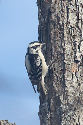Ladder-backed Woodpecker (female)