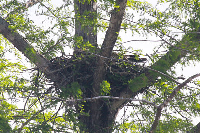 Red-shouldered Hawk in a nest
